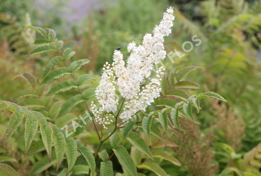 Tavolníkovec jeřábolistý - Sorbaria sorbifolia