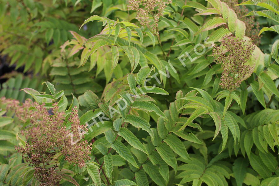 Tavolníkovec jeřábolistý - Sorbaria sorbifolia