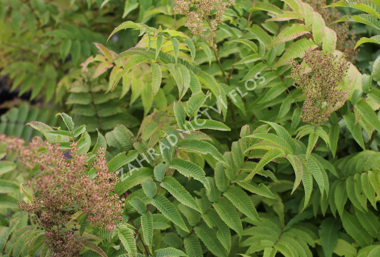 Tavolníkovec jeřábolistý - Sorbaria sorbifolia