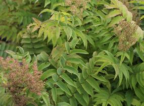 Tavolníkovec jeřábolistý - Sorbaria sorbifolia