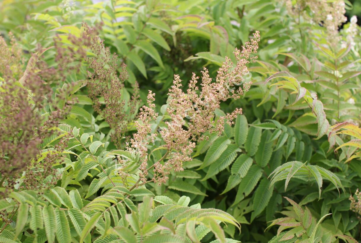 Tavolníkovec jeřábolistý - Sorbaria sorbifolia