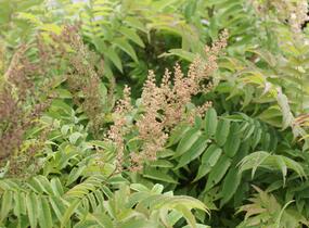 Tavolníkovec jeřábolistý - Sorbaria sorbifolia