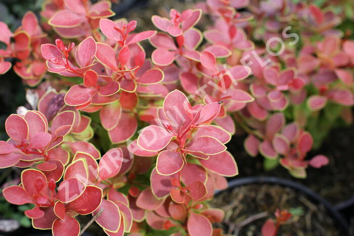 Dřišťál Thunbergův 'Orange Alf' - Berberis thunbergii 'Orange Alf'