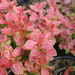 Dřišťál Thunbergův 'Orange Alf' - Berberis thunbergii 'Orange Alf'