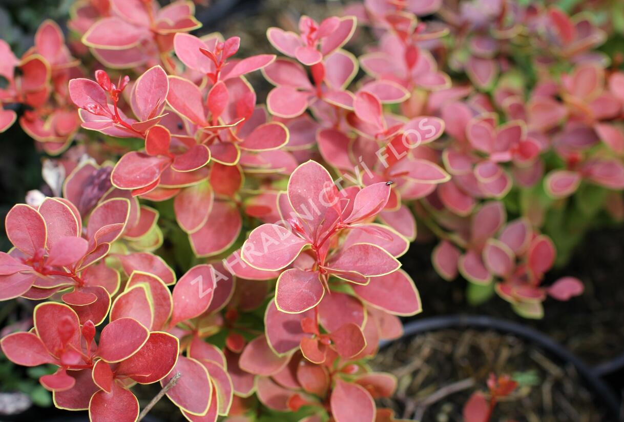 Dřišťál Thunbergův 'Orange Alf' - Berberis thunbergii 'Orange Alf'