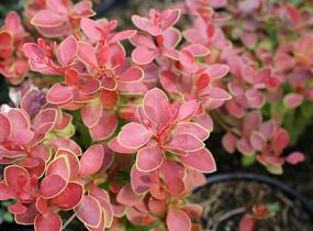 Dřišťál Thunbergův 'Orange Alf' - Berberis thunbergii 'Orange Alf'