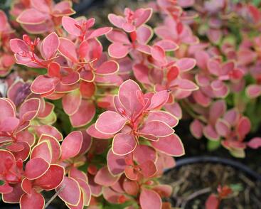 Dřišťál Thunbergův 'Orange Alf'