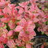 Berberis thunbergii 'Orange Alf'.JPG