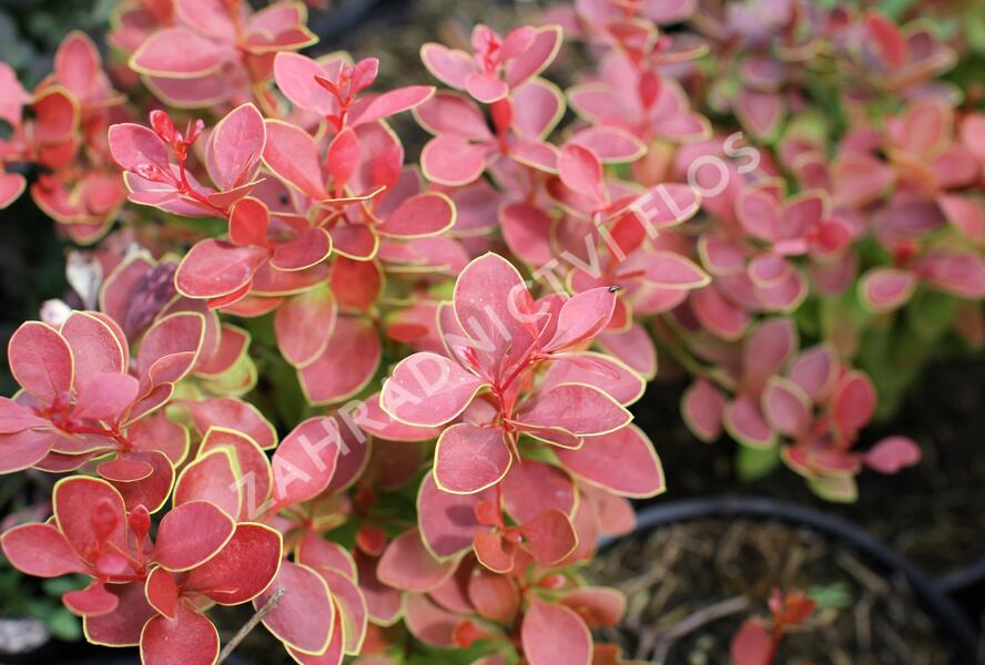 Dřišťál Thunbergův 'Orange Alf' - Berberis thunbergii 'Orange Alf'
