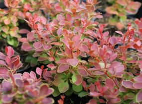 Dřišťál Thunbergův 'Orange Alf' - Berberis thunbergii 'Orange Alf'