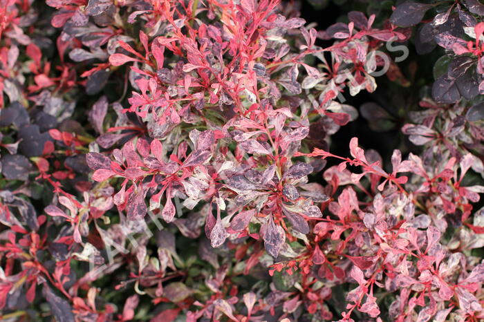Dřišťál Thunbergův 'Pink Attraction' - Berberis thunbergii 'Pink Attraction'