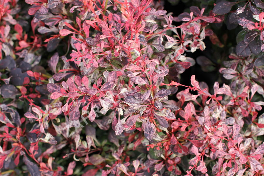 Dřišťál Thunbergův 'Pink Attraction' - Berberis thunbergii 'Pink Attraction'