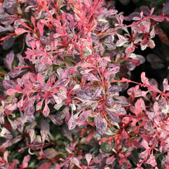 Dřišťál Thunbergův 'Pink Attraction' - Berberis thunbergii 'Pink Attraction'