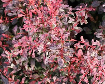 Dřišťál Thunbergův 'Pink Attraction'