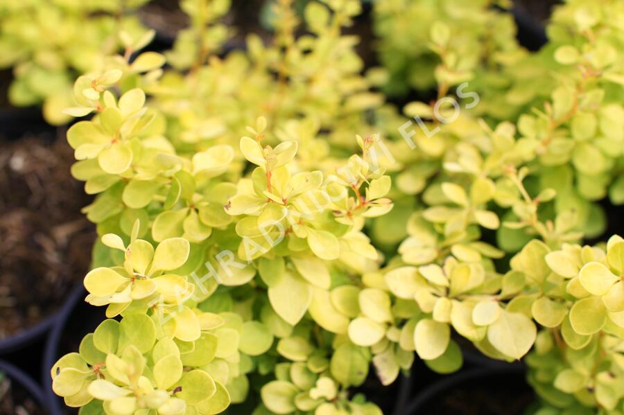 Dřišťál Thunbergův 'Golden Horizon' - Berberis thunbergii 'Golden Horizon'