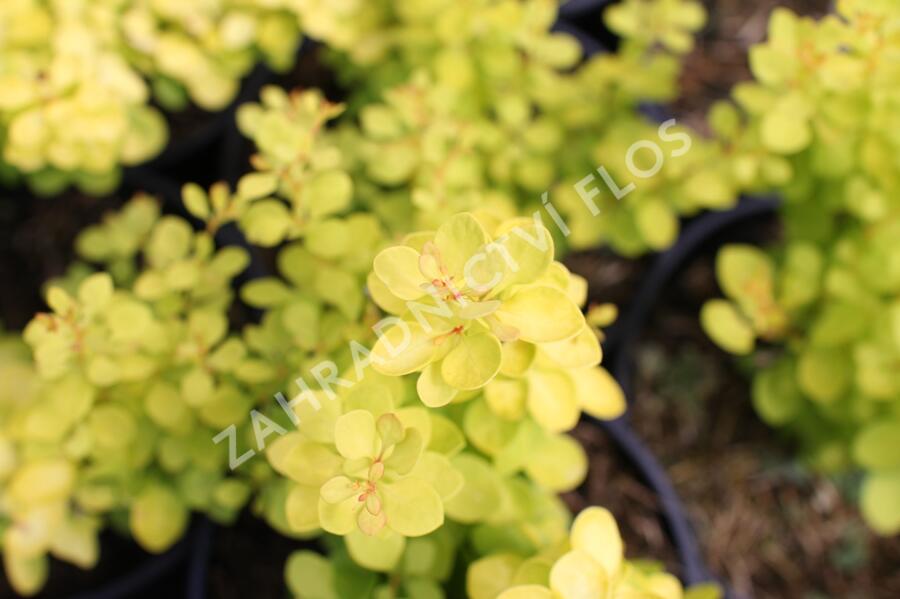 Dřišťál Thunbergův 'Golden Horizon' - Berberis thunbergii 'Golden Horizon'