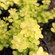 Dřišťál Thunbergův 'Golden Horizon' - Berberis thunbergii 'Golden Horizon'