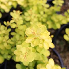 Dřišťál Thunbergův 'Golden Horizon' - Berberis thunbergii 'Golden Horizon'