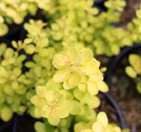 Dřišťál Thunbergův 'Golden Horizon' - Berberis thunbergii 'Golden Horizon'