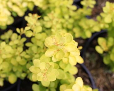 Dřišťál Thunbergův 'Golden Horizon'