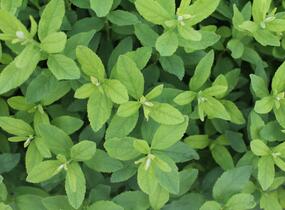 Tavolník 'Triumphans' - Spiraea billardii 'Triumphans'