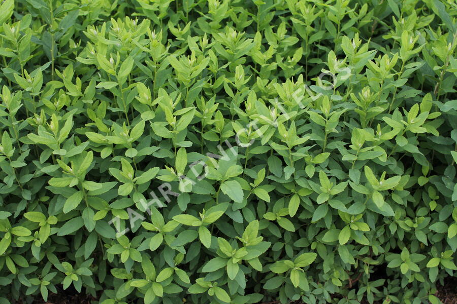 Tavolník 'Triumphans' - Spiraea billardii 'Triumphans'