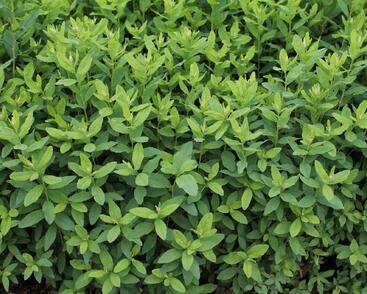 Tavolník 'Triumphans'