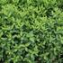 Spiraea billardii 'Triumphans'.JPG