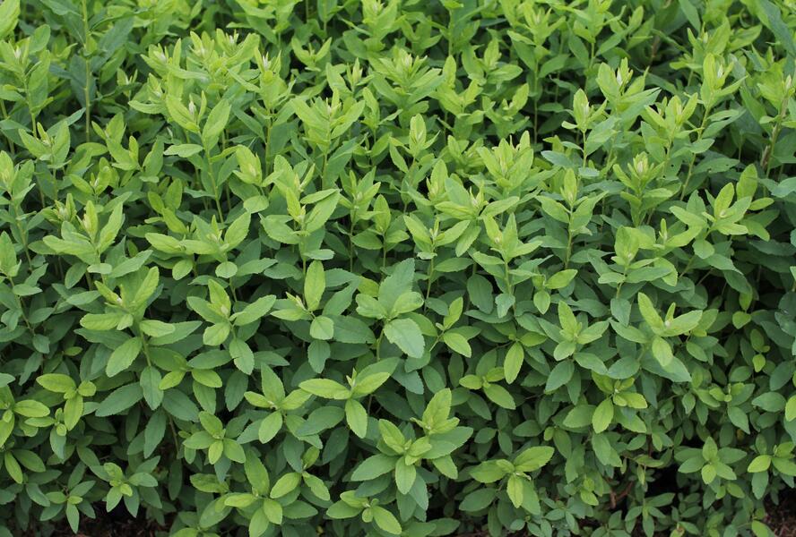 Tavolník 'Triumphans' - Spiraea billardii 'Triumphans'