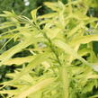 Vrba sachalinská 'Golden Sunshine' - Salix udensis 'Golden Sunshine'