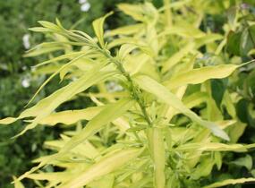 Vrba sachalinská 'Golden Sunshine' - Salix udensis 'Golden Sunshine'