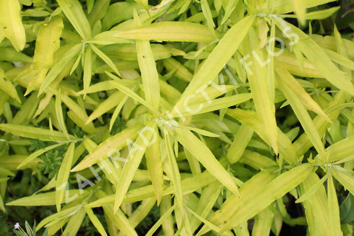 Vrba sachalinská 'Golden Sunshine' - Salix udensis 'Golden Sunshine'