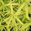 Vrba sachalinská 'Golden Sunshine' - Salix udensis 'Golden Sunshine'