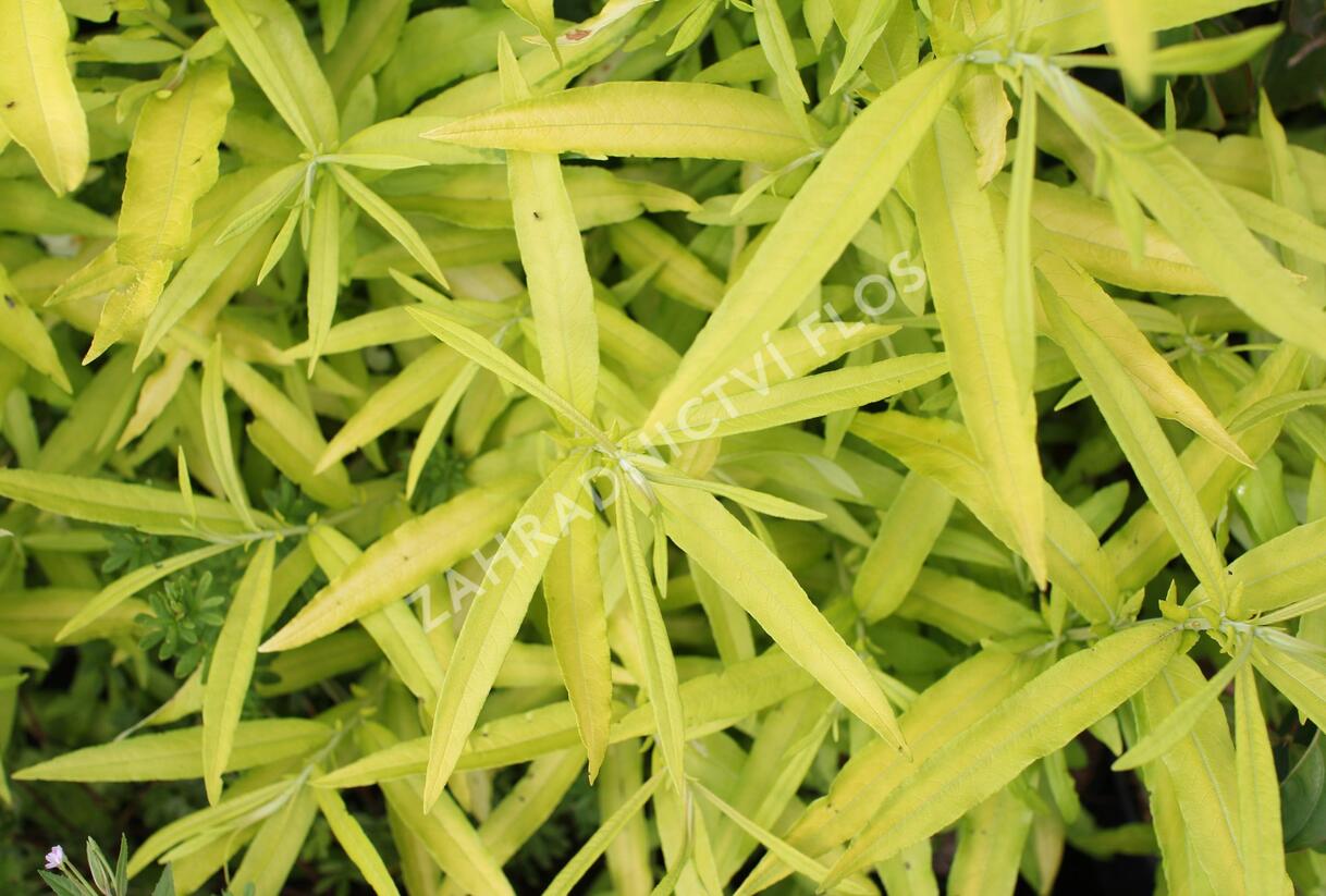 Vrba sachalinská 'Golden Sunshine' - Salix udensis 'Golden Sunshine'