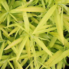 Vrba sachalinská 'Golden Sunshine' - Salix udensis 'Golden Sunshine'