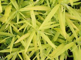Vrba sachalinská 'Golden Sunshine' - Salix udensis 'Golden Sunshine'