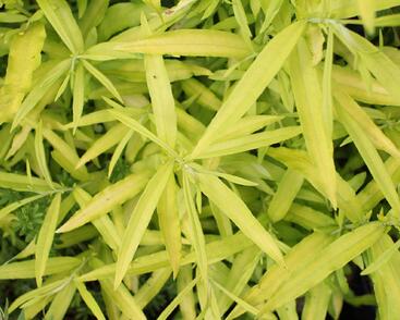 Vrba sachalinská 'Golden Sunshine'