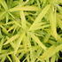 Salix udensis 'Golden Sunshine'.JPG
