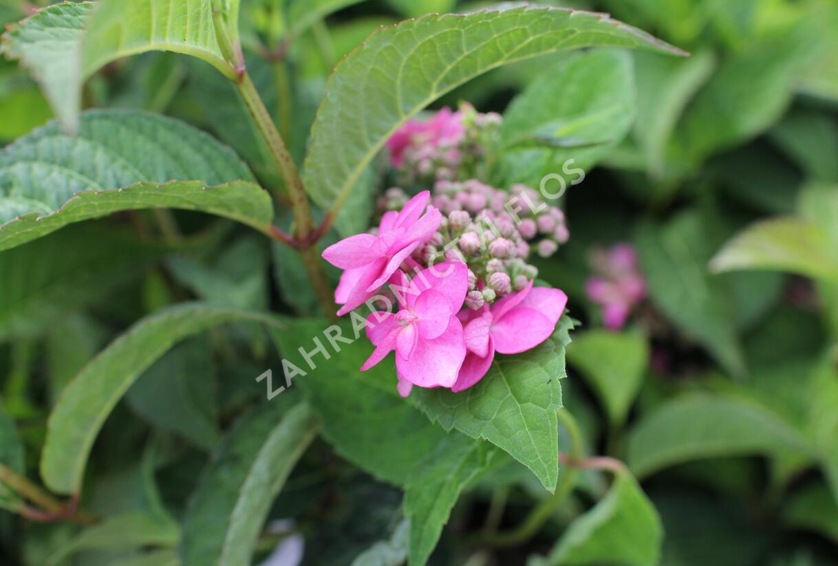 Hortenzie pilovitá 'Morning Glory' - Hydrangea serrata 'Morning Glory'