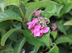 Hortenzie pilovitá 'Morning Glory' - Hydrangea serrata 'Morning Glory'