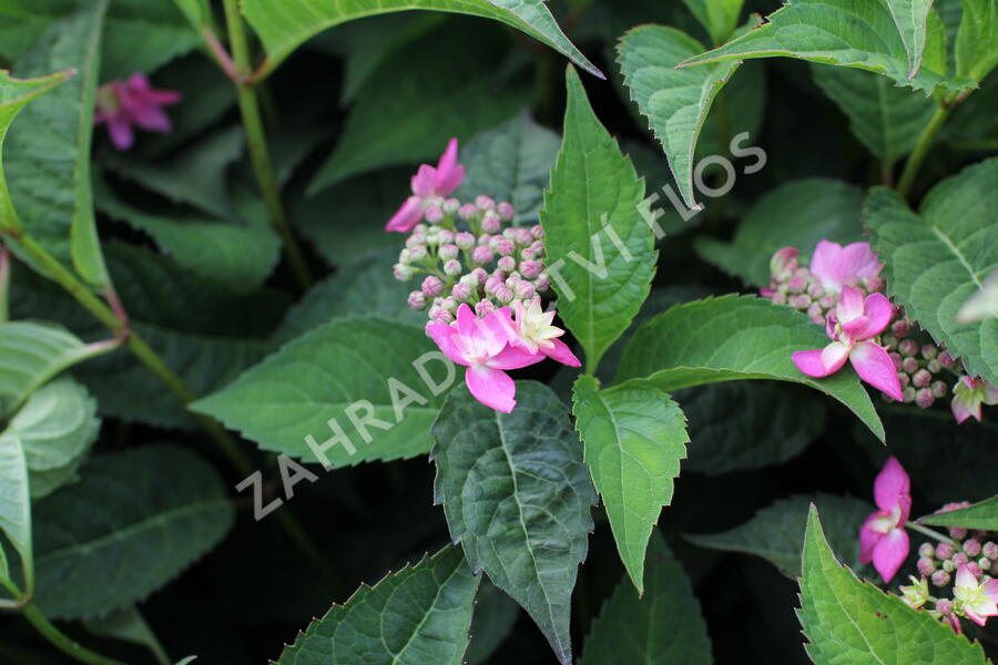 Hortenzie pilovitá 'Morning Glory' - Hydrangea serrata 'Morning Glory'
