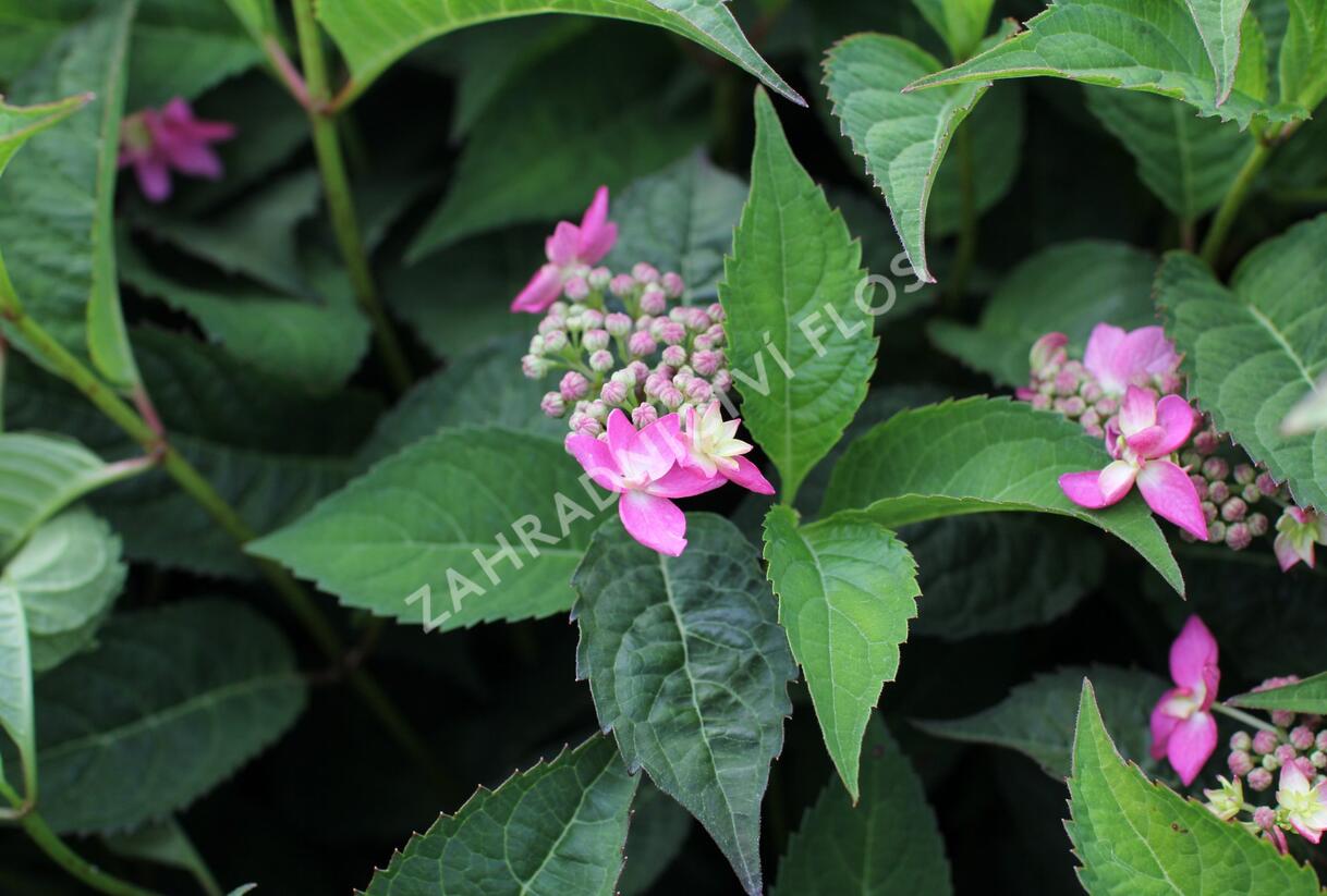 Hortenzie pilovitá 'Morning Glory' - Hydrangea serrata 'Morning Glory'