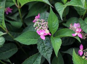 Hortenzie pilovitá 'Morning Glory' - Hydrangea serrata 'Morning Glory'