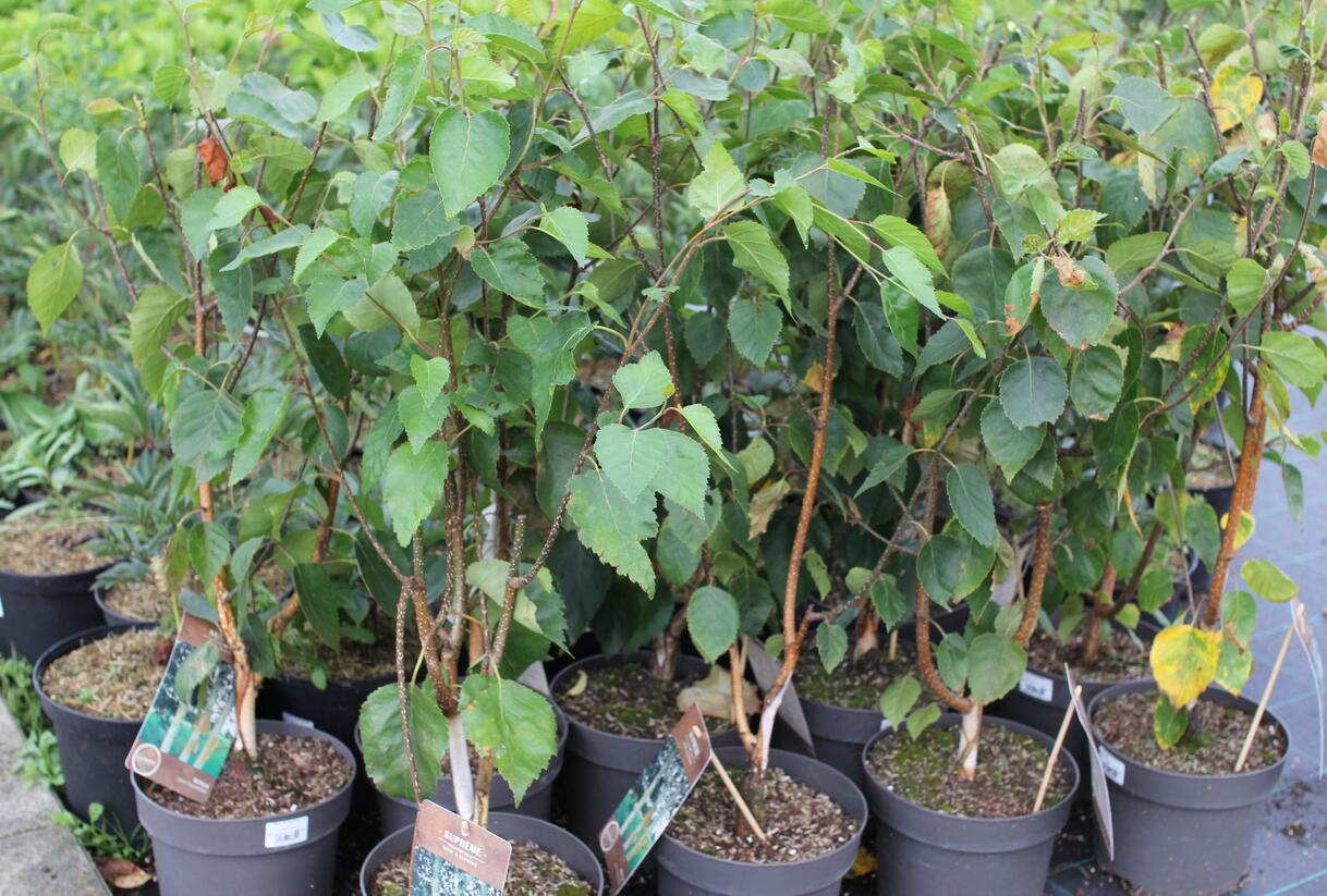 Bříza himalájská 'Doorenbos' - Betula utilis 'Doorenbos'