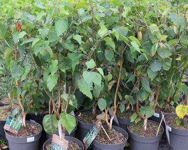 Bříza himalájská 'Doorenbos'