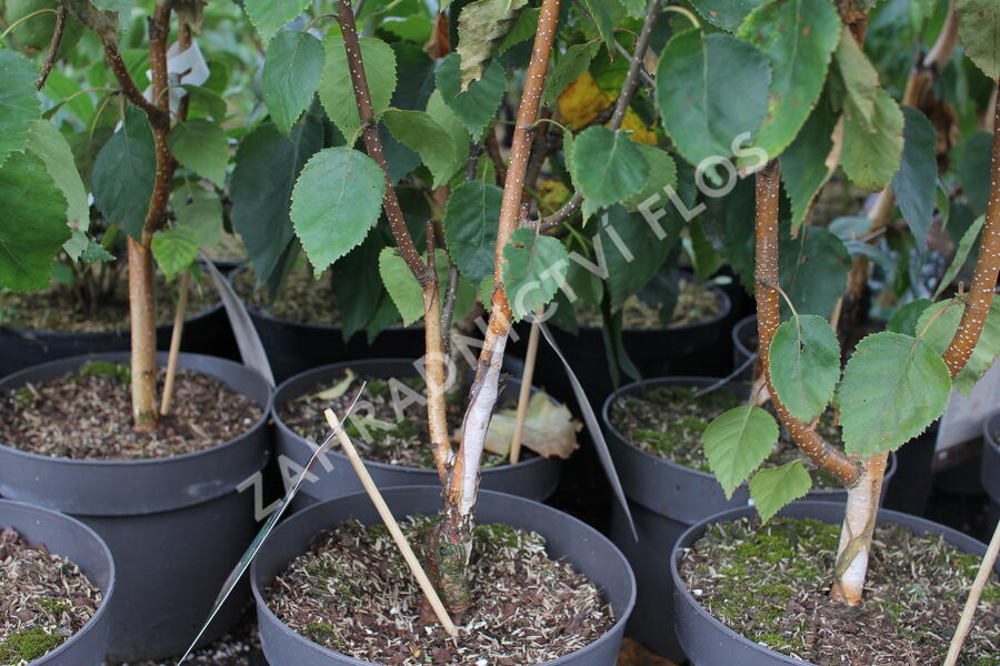 Bříza himalájská 'Doorenbos' - Betula utilis 'Doorenbos'