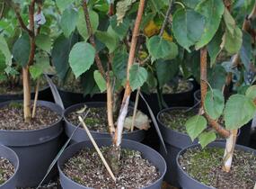 Bříza himalájská 'Doorenbos' - Betula utilis 'Doorenbos'