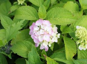 Hortenzie velkolistá 'Gertrud Glahn' - Hydrangea macrophylla 'Gertrud Glahn'
