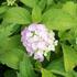 Hydrangea macrophylla 'Gertrud Glahn'.JPG