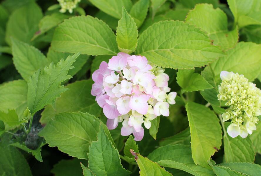 Hortenzie velkolistá 'Gertrud Glahn' - Hydrangea macrophylla 'Gertrud Glahn'